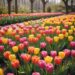 Где найти цветные тюльпаны: практическое руководство